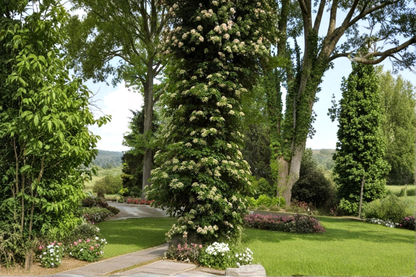 Climbing Hydrangea Vine Plant 1 Gallon White Lacecap Flowering Climber Hydrangea anomala subsp. petiolaris