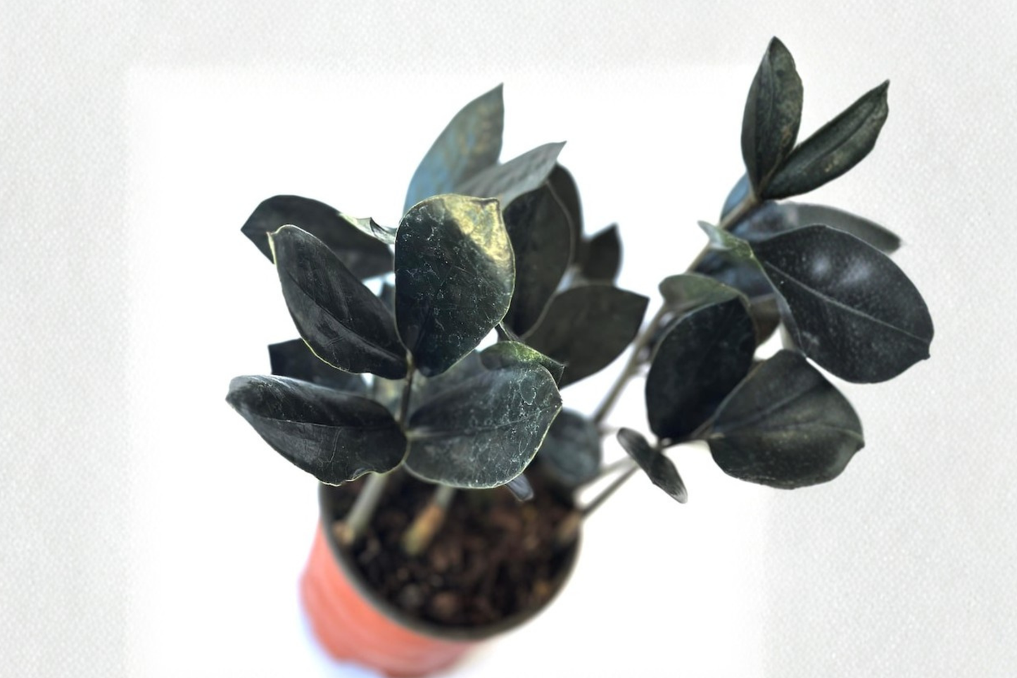 Black ZZ Plant Live Raven ZZ Indoor Houseplant - Easy Care, Low Light, Rooted Starter, Dark Foliage, Zamioculcas zamiifolia