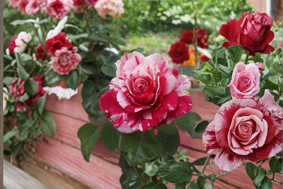 Scentimental Floribunda Rose Plant 1 Gallon - Red & White Striped Blooms, Repeat Flowering Bush, Garden Landscape Rose Rosa Hybrid