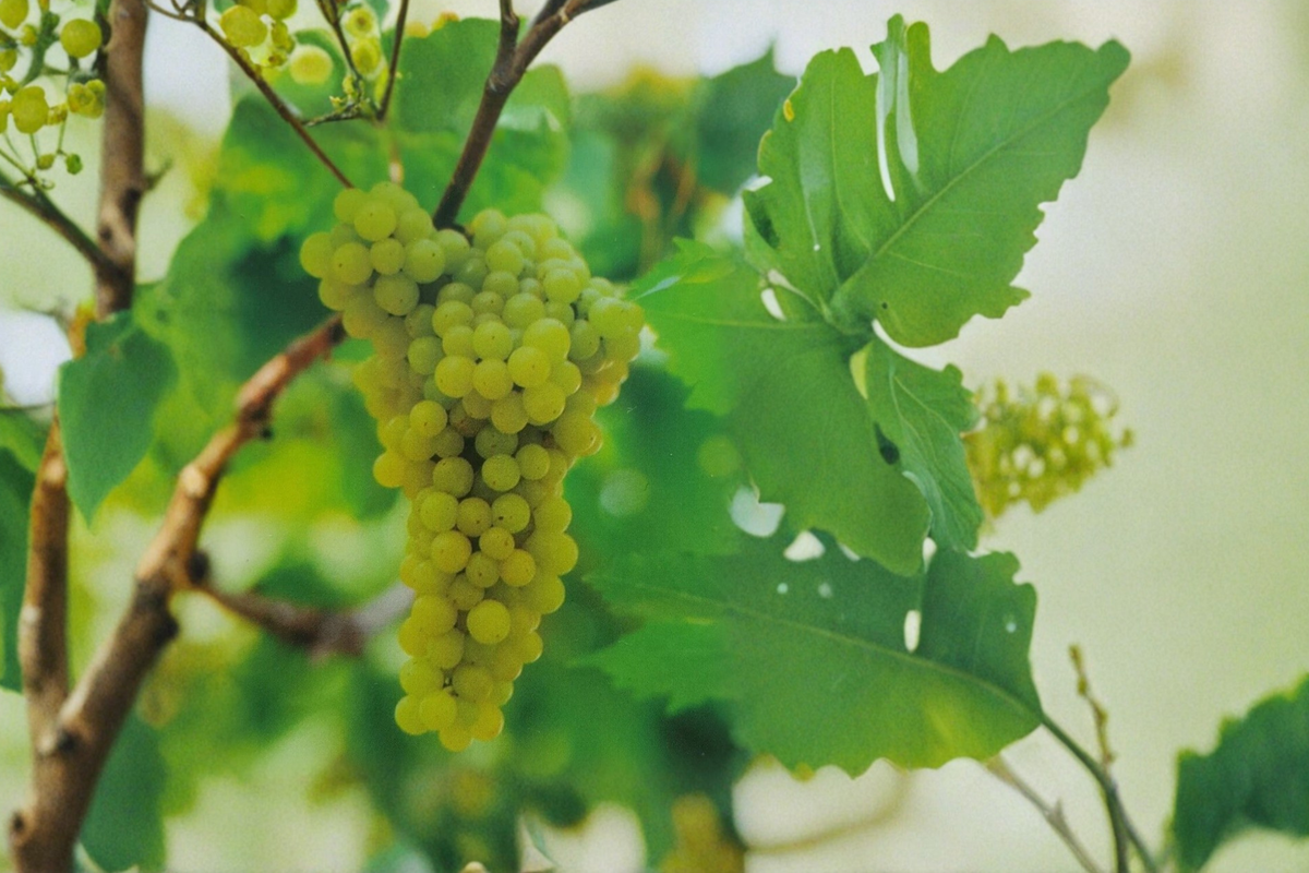 Thompson Seedless Grape Vine Live Plant, 3 Gallon, White Table Grape, Climbing Vine for Garden Trellis, Vitis vinifera