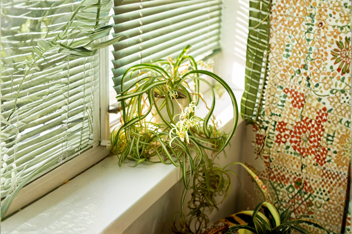 Bonnie Curly Spider Plant Live in 4 Inch Pot – Chlorophytum comosum 'Bonnie'