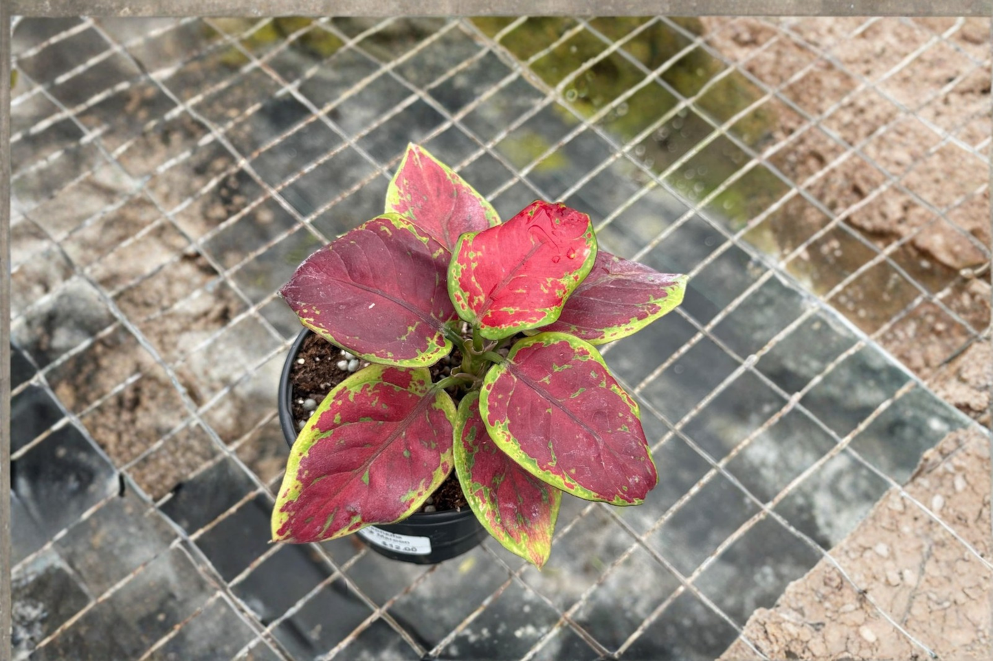 Aglaonema Pink Emerald Live Houseplant – Tropical Foliage, Indoor Decor, Easy-Care, Gift, Chinese Evergreen, Aglaonema hybrid