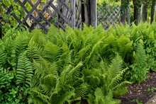 Ostrich Fern Bare Roots - Matteuccia struthiopteris - Fiddleheads Perennial Transplant - 5 Pack