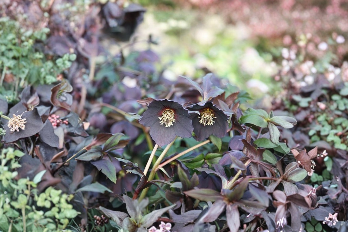 Hellebore Black Tie Perennial Plant | Winter/Early Spring Blooms | Helleborus x hybridus