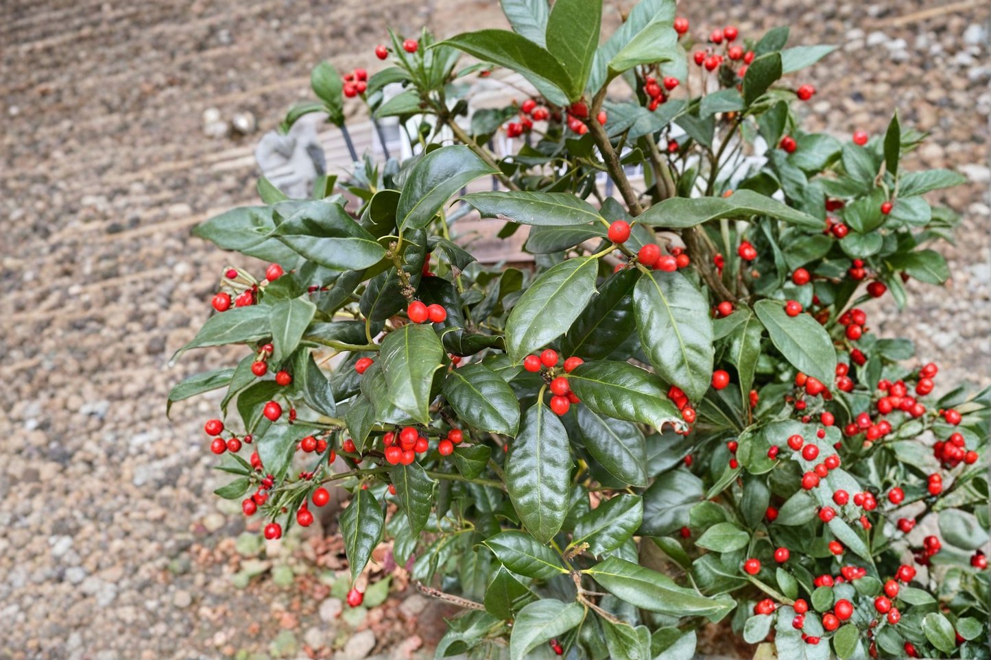 Nellie R. Stevens Holly Live Plant 12 Inch, Evergreen Shrub with Red Berries, Privacy Hedge, Ilex × Stevens