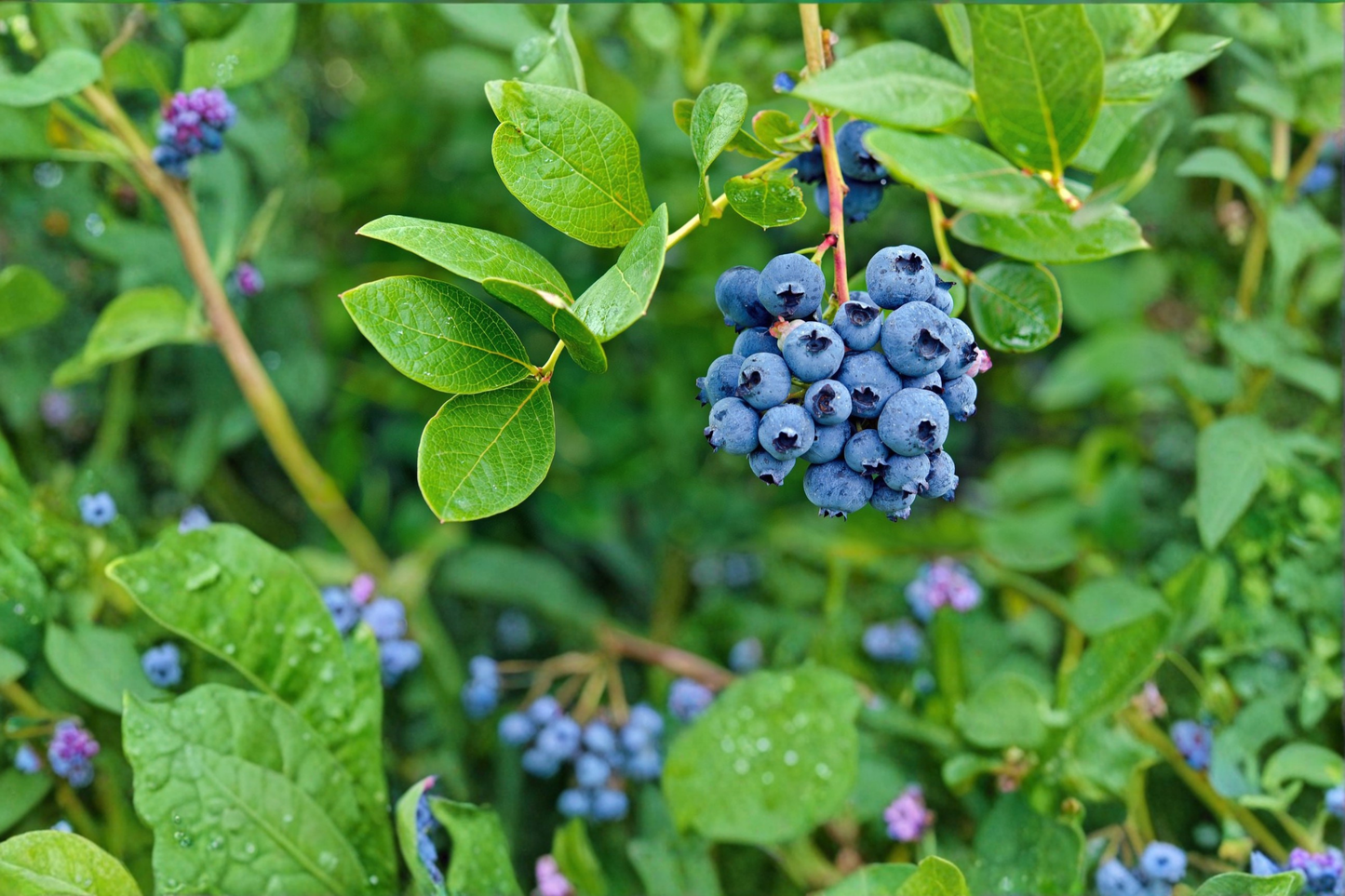 Blueberry Plant 4-6 Ft Live Bush Vaccinium spp. Fruit Shrub for Garden, Backyard, Easy Care