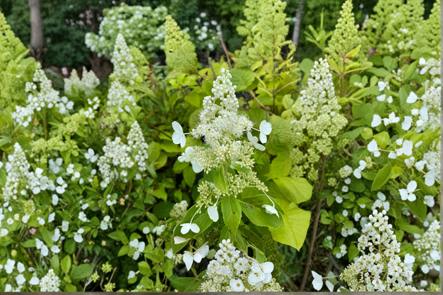 Hydrangea paniculata 'Kyushu' 1 Gallon Live Plant White Panicle Shrub for Summer Garden Landscape