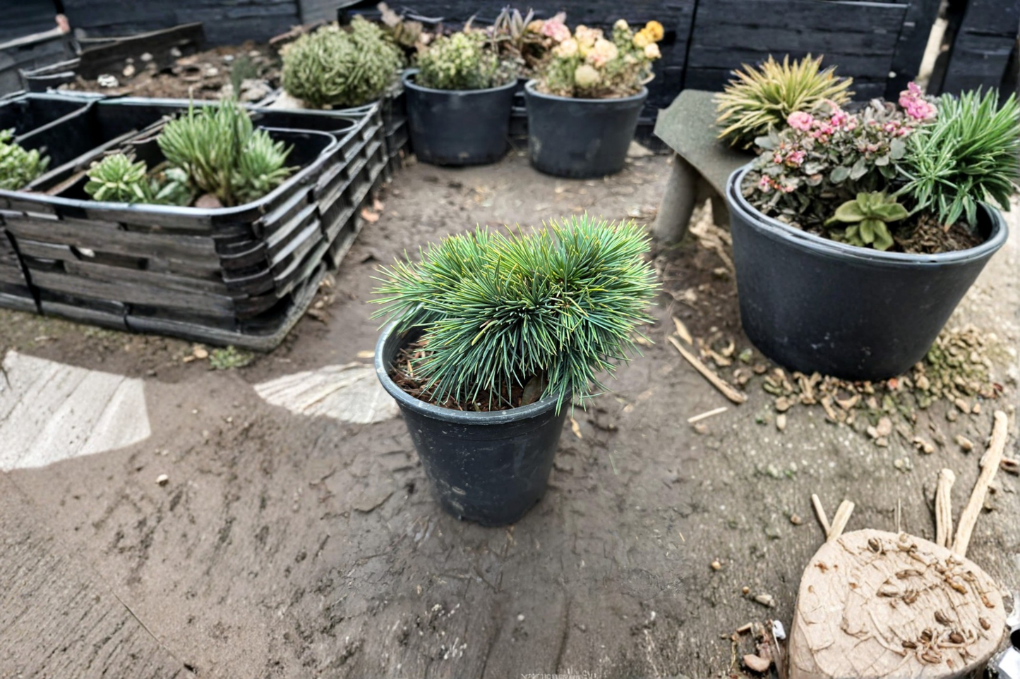 Lebanon Cedar ‘Katere’ Live Plant, 1 Gallon Pot, Evergreen Conifer Tree, Cedrus libani, Landscape Garden Tree