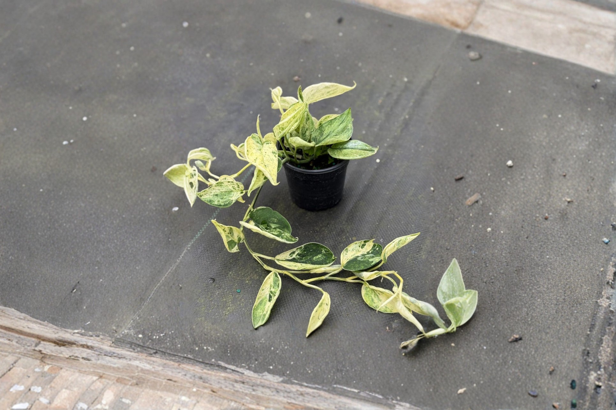 Scindapsus Marble Queen Live Plant | 4 Inch Rooted Satin Pothos Indoor Houseplant | Silver Variegated Foliage