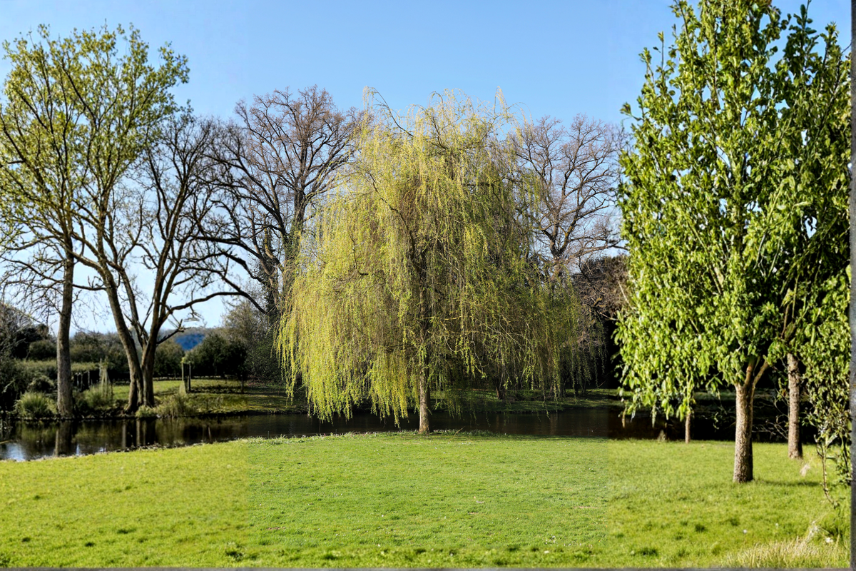 2 Golden Weeping Willow Tree Cuttings Ready to Plant – Salix babylonica