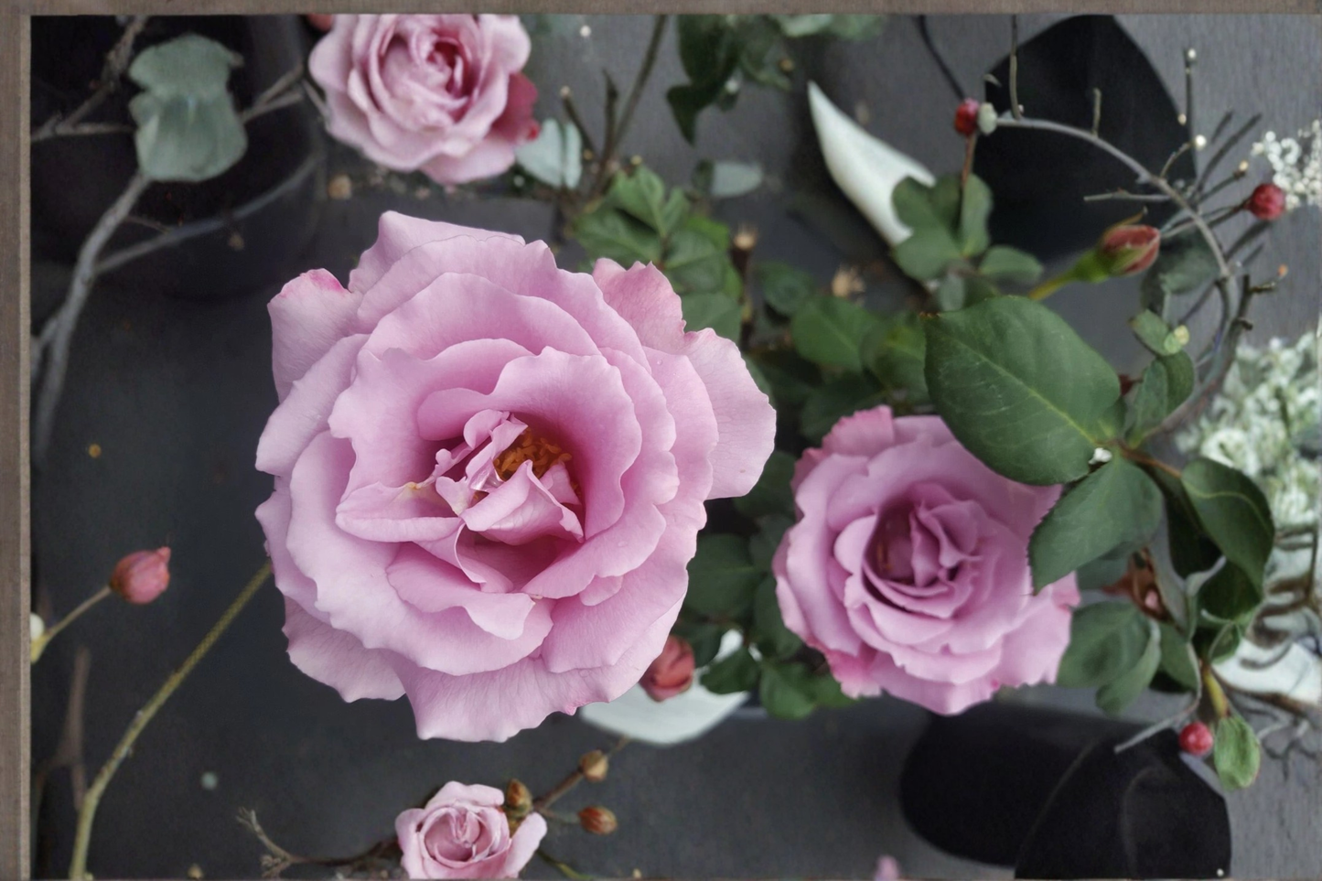 Angel Face Rose Bush 3-Gallon Live Plant, Mauve Lavender Floribunda Rose Shrub for Garden Landscaping