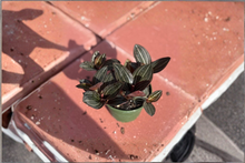 Jewel Orchid Live Plant Ludisia discolor | Tropical Houseplant with Red Velvet Leaves & White Blooms | Indoor Orchid Gift