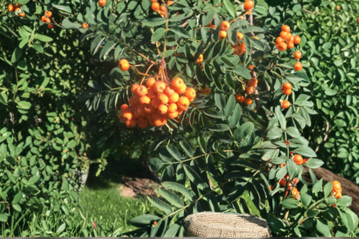 Pineapple Ground Cherry Seeds, Goldenberry Fruit Plant, 40 Seeds, Edible Garden, Container & Outdoor Growing, Physalis pruinosa