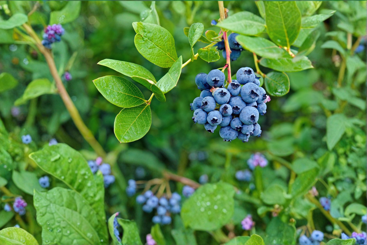 Blueberry Bush Live Plant 1-3 Ft Vaccinium spp. Edible Fruit Shrub for Garden & Outdoor Growing