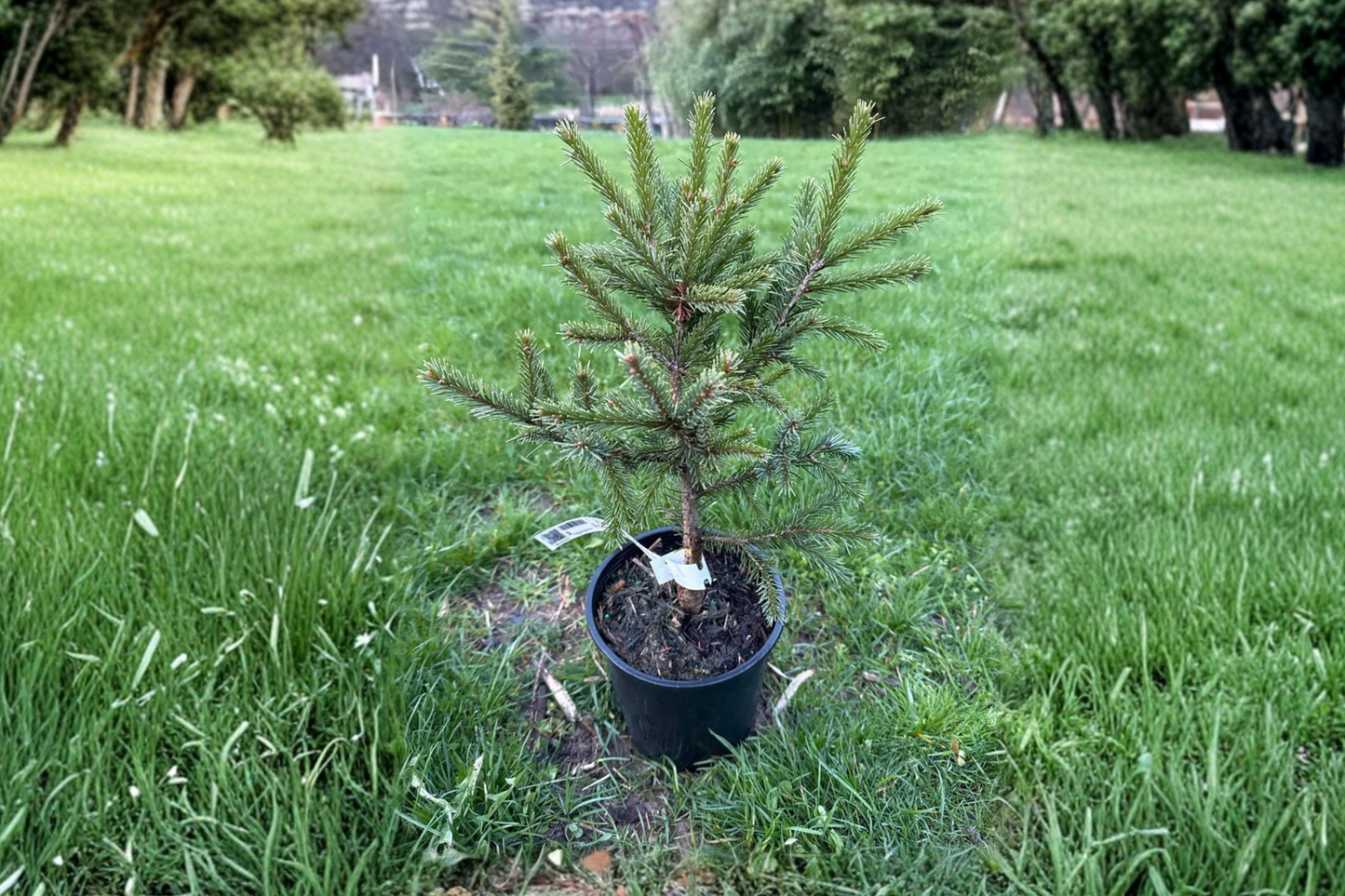 Brewer Spruce Live Plant 1 Gallon Pot – Emerald Midget Dwarf Evergreen Tree, Picea breweriana, Compact Garden Plant