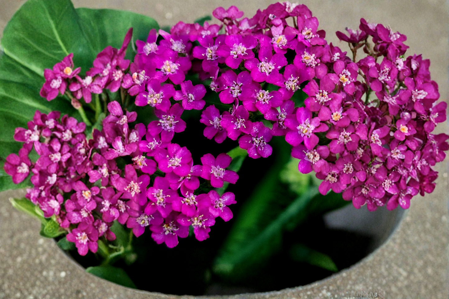 New Vintage Violet Yarrow Live Plants – 3 Rooted Perennial Starters in 1 Qt Pots, Achillea Purple Flowers, Compact Growth, Full Sun