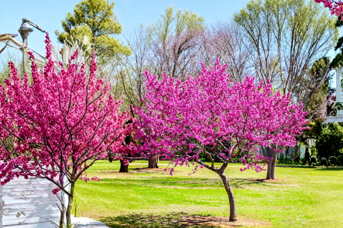Eastern Redbud Tree Live Plant 4-6 Ft Pink Flowering Ornamental Tree Cercis canadensis for Landscaping