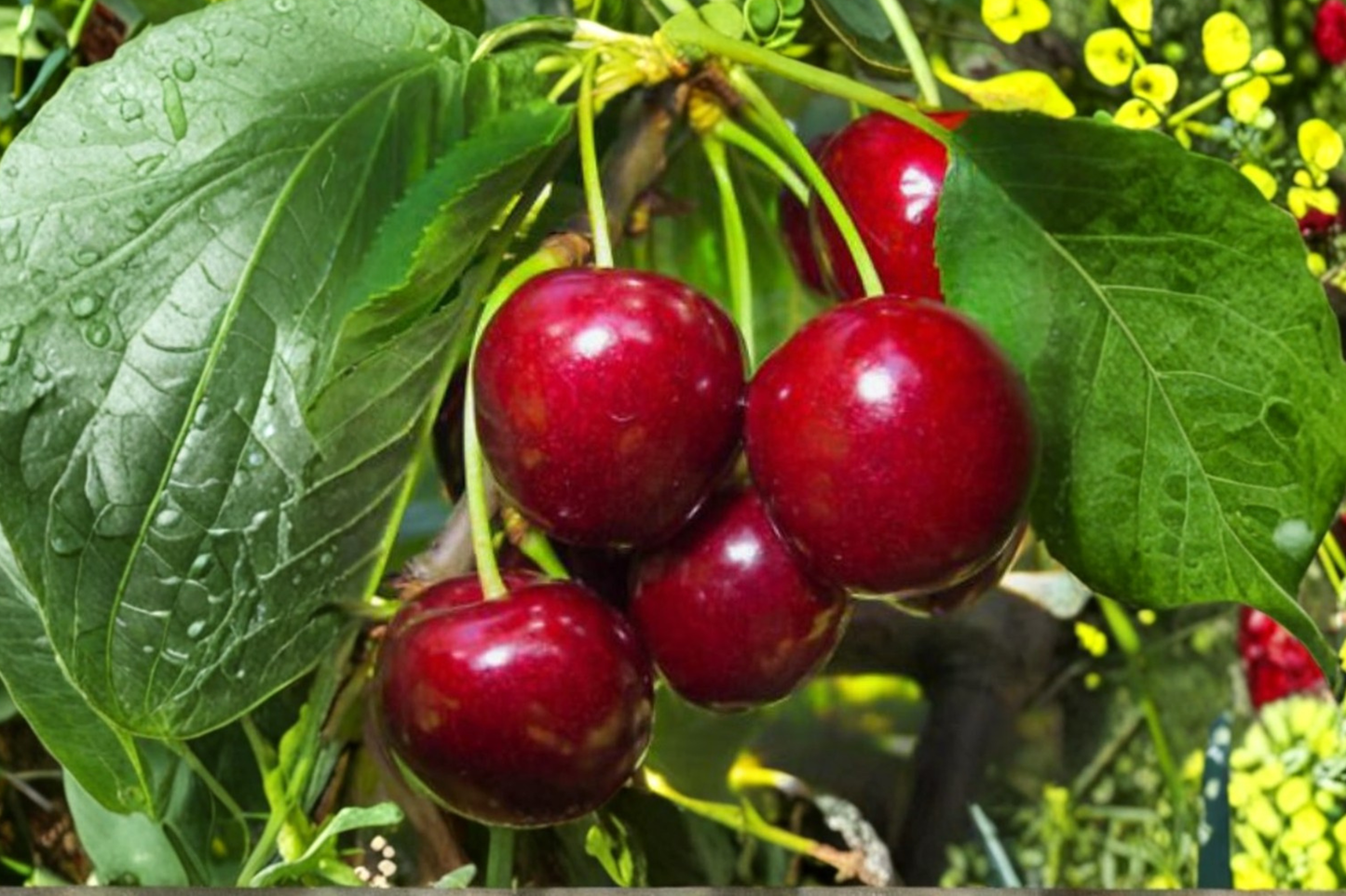 Rare Lapins Cherry Tree Seeds 5 Pack | Sweet Cherry Fruit Seeds for Indoor & Outdoor Growing | Prunus avium