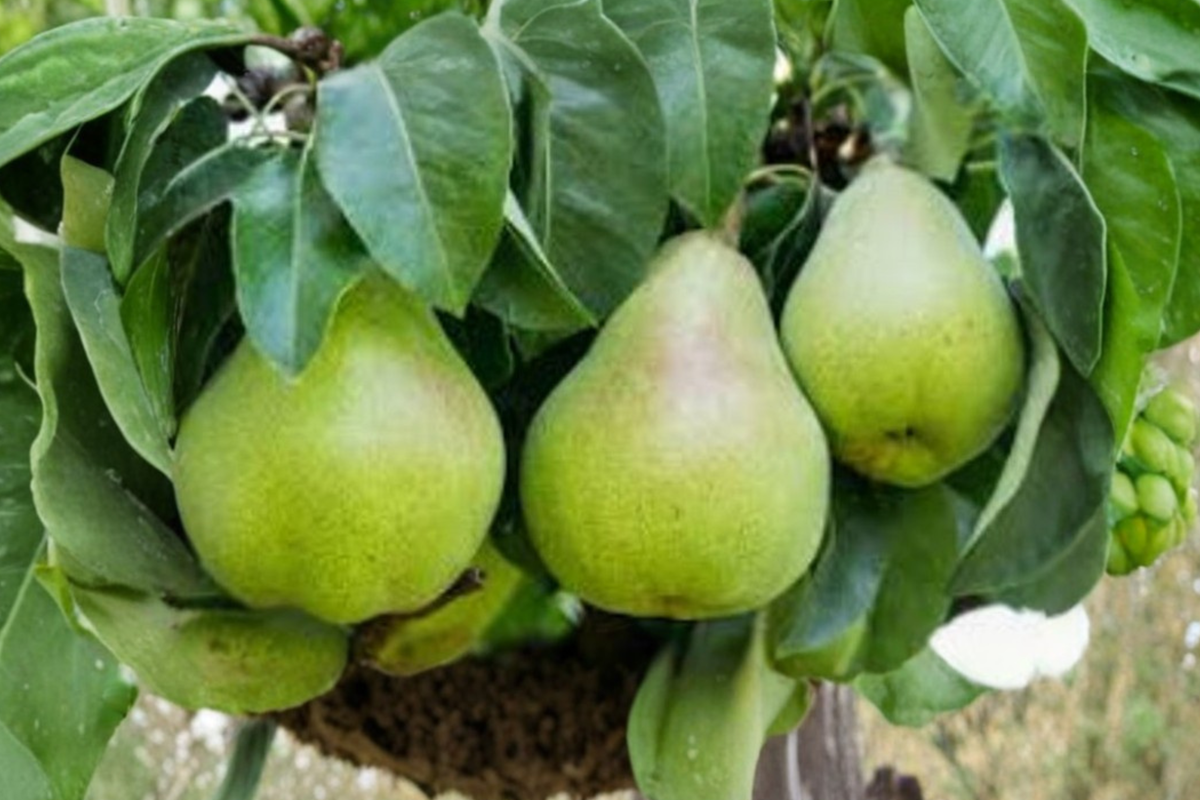 Semi Dwarf Pear Tree Seeds - Rare Fruit Tree Variety for Indoor & Outdoor Gardening, Pyrus communis