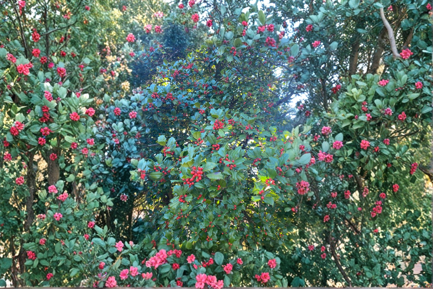 American Holly ‘Cave Hill’ Female Live Plant – 12 Inch Ilex opaca Evergreen Shrub with Red Berries in 1 Gallon Pot