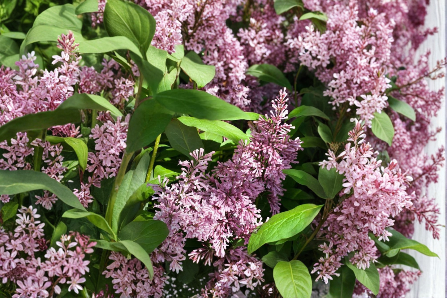 Lilac Live Plant 2 Gallon Pot Syringa prestoniae Pink Flowering Shrub Cold Hardy Spring Garden