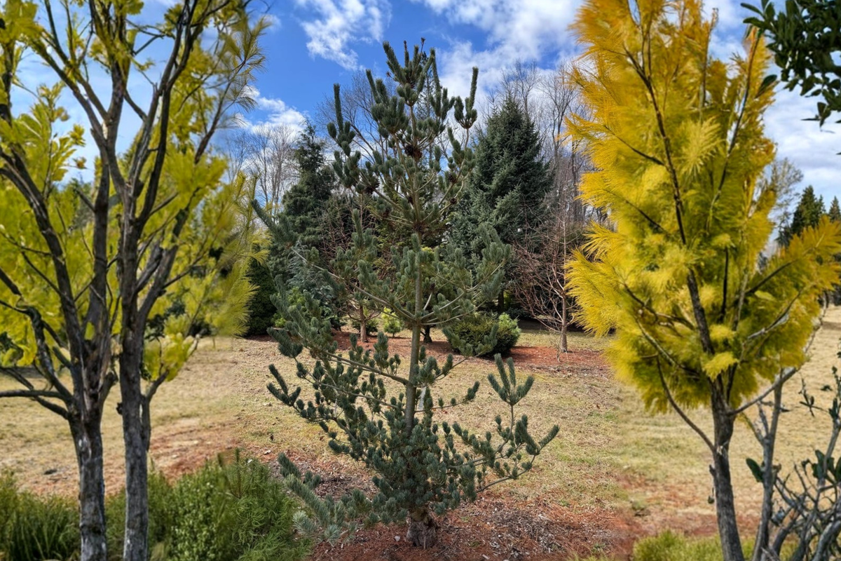 Blue Japanese White Pine Live Plant 1 Gallon Pot – Pinus parviflora ‘Glauca’ Evergreen Garden Tree