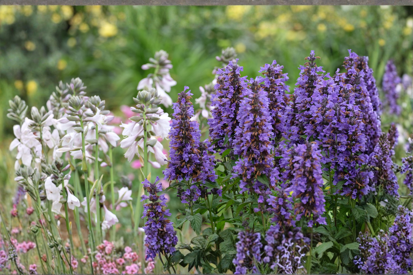 Agastache Blue Fortune Live Plants, 3 Rooted Starters in 1 Qt Pots, Lavender Blue Flowers, Pollinator & Perennial Garden
