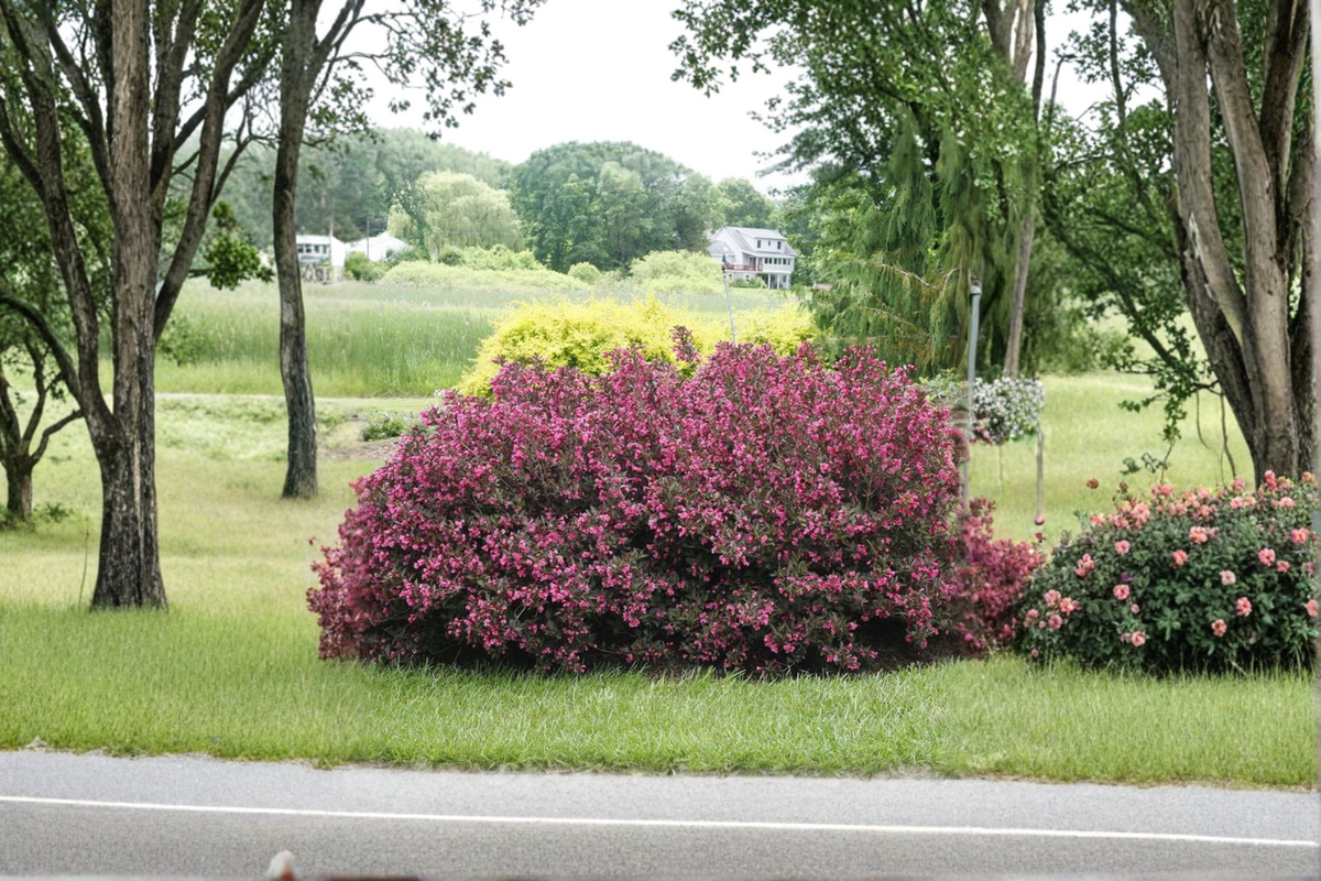 Wine & Roses Weigela Live Plant – Pink Blooming Shrub in 4-Inch Pot with Dark Burgundy Foliage