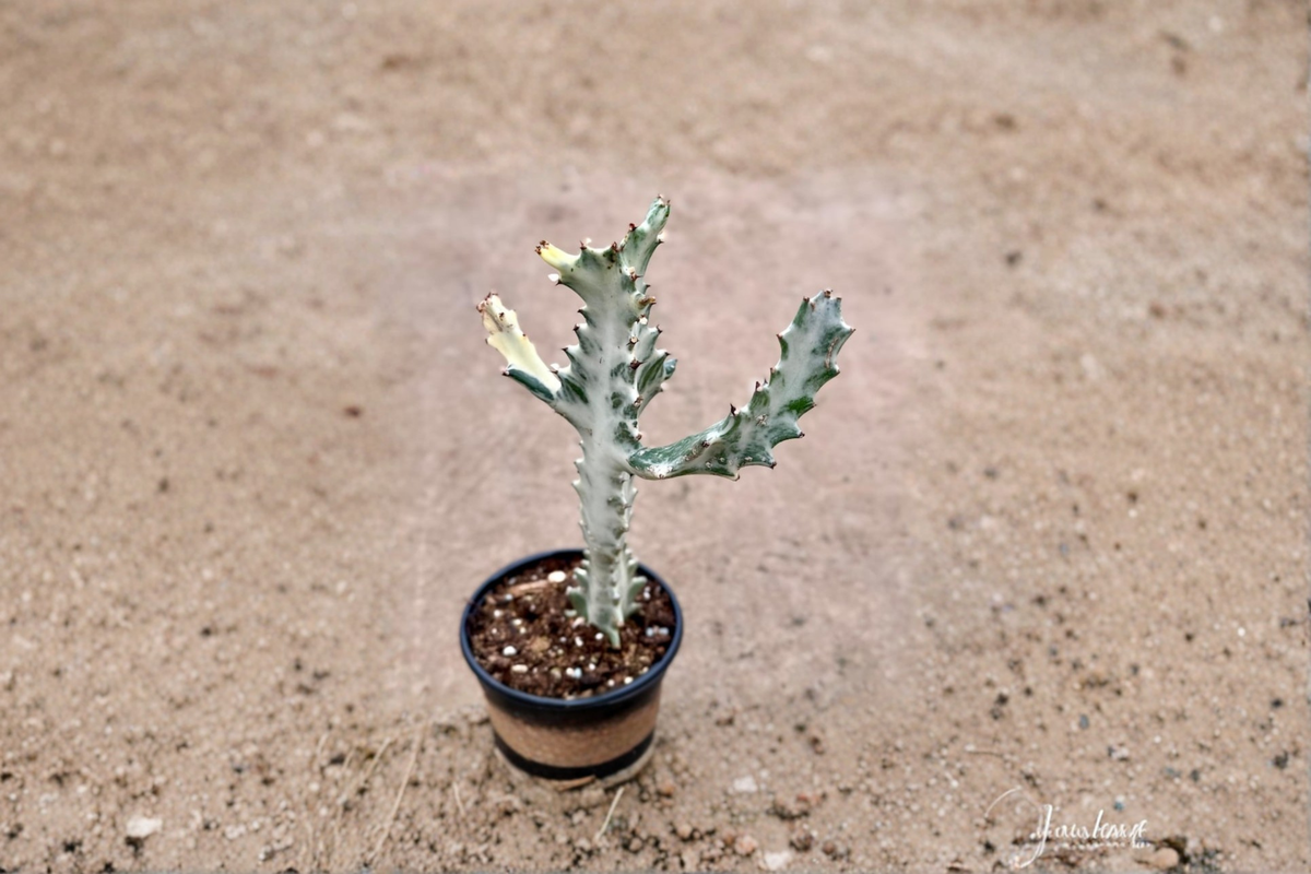 Variegated Trigona Ghost Succulent Plant - 4 Inch Pot, Euphorbia trigona variegata, Indoor Outdoor Houseplant, Decorative Succulent