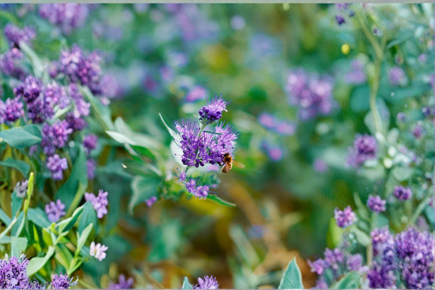 Caryopteris Blue Empire Live Plants – 3 Rooted Shrubs in 1 Qt Pots, Blue Flowers, Deciduous Perennial Garden Plants