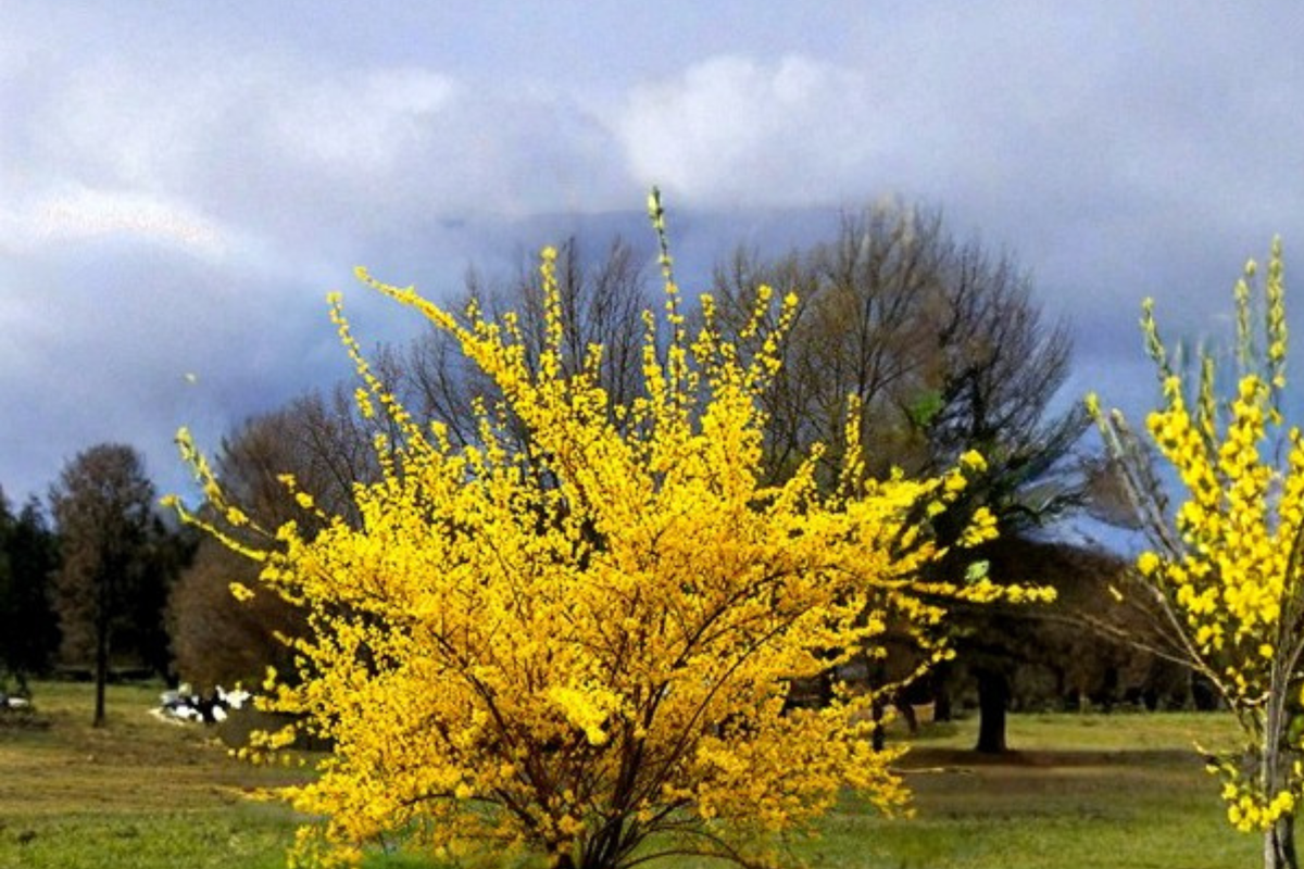 Forsythia Flowering Shrub Live Plant 2-4 Ft, Yellow Spring Blooms, Ornamental Garden Bush, Forsythia spp.