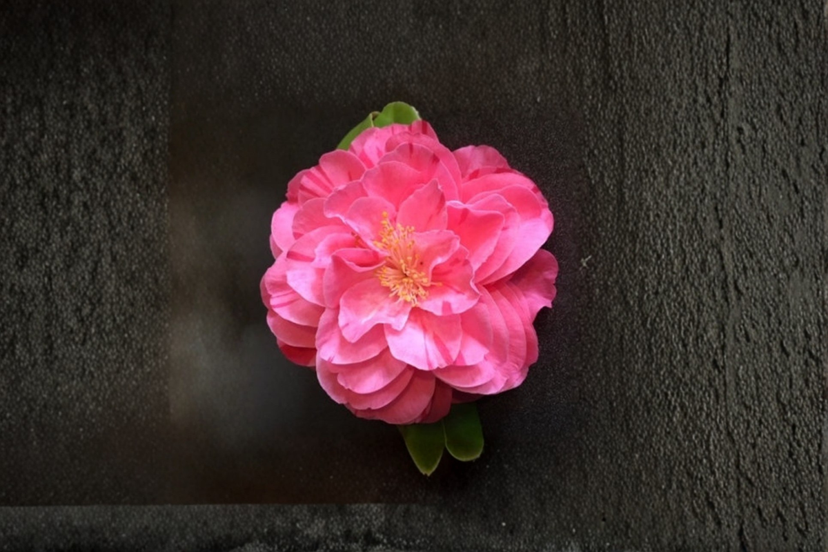 Japanese Camellia Lady Laura 1 Gallon Live Plant – Pink Flowering Evergreen Shrub for Garden, Shade, Landscape, Camellia japonica