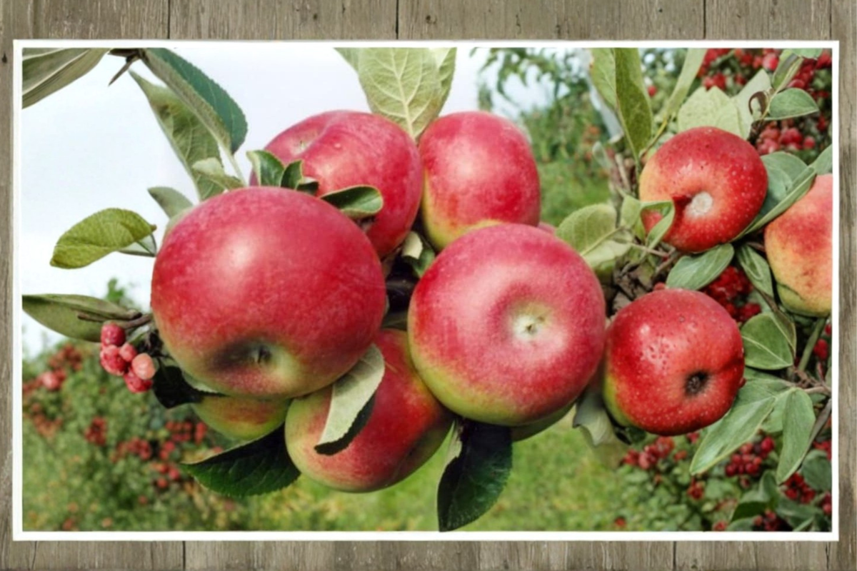 Dwarf Red Apple Tree Bonsai Seeds, Columnar Malus domestica, Compact Fruit Tree for Container & Home Garden
