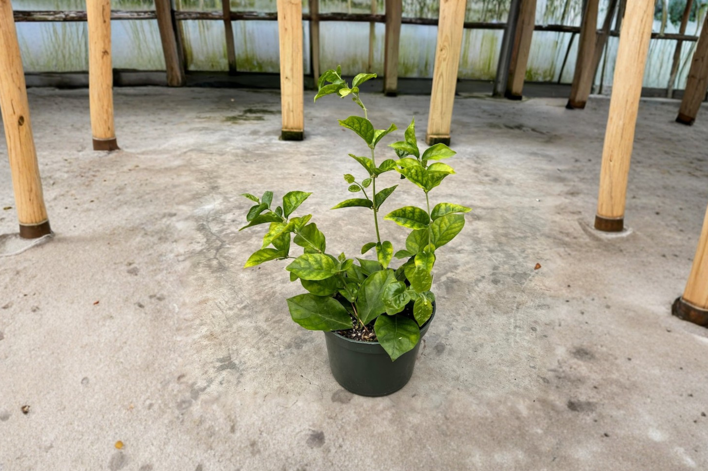 Arabian Sambac Jasmine Live Plant 6-Inch Pot, White Flowers, Jasminum sambac, Indoor Outdoor Flowering Houseplant