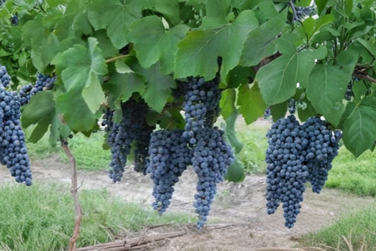 Live Zinfandel Grape Vine Plant 3 Gallon | Vitis vinifera for Home Garden, Vineyard, Trellis, Backyard