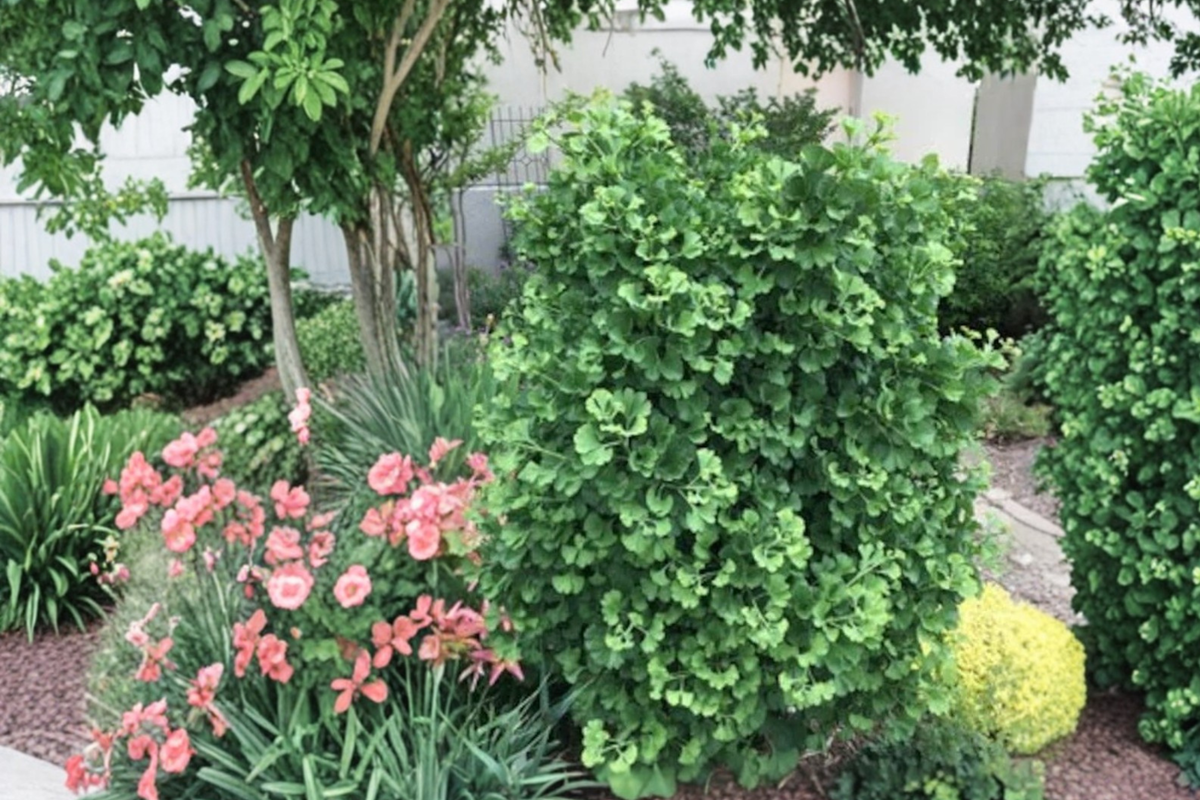 Dwarf Ginkgo â€˜Gnomeâ€™ Live Plant – Compact Ginkgo biloba Tree, 8 Inches Tall, Grafted Ornamental Tree for Small Gardens & Containers