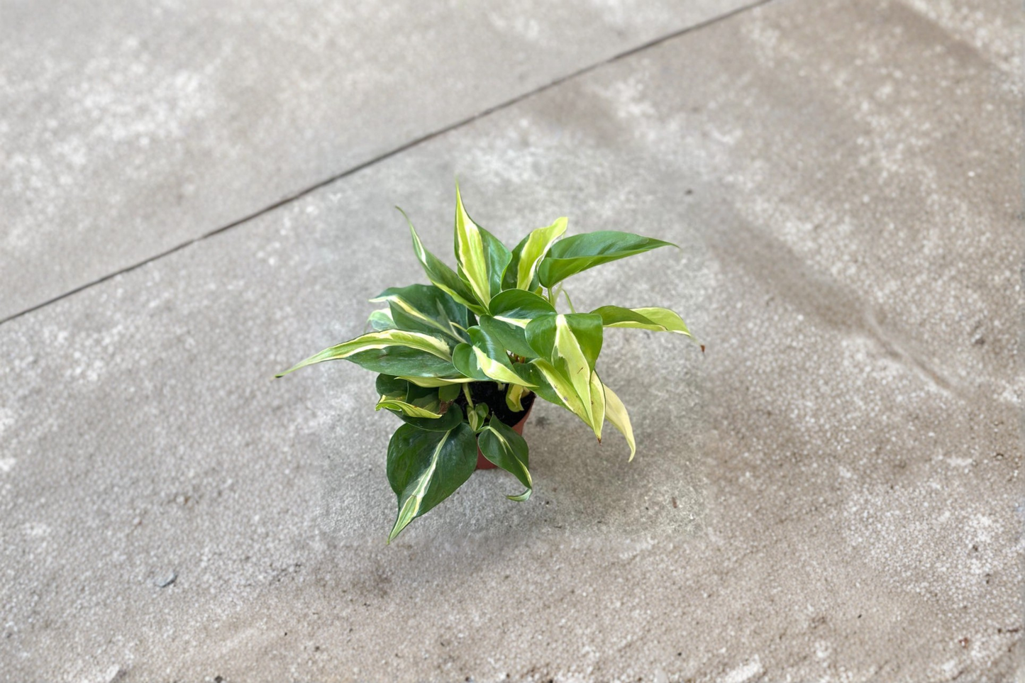 Philodendron Rio Live Plant Starter Cutting – Variegated Tropical Vine, Indoor Houseplant, Trailing Foliage, Philodendron hederaceum