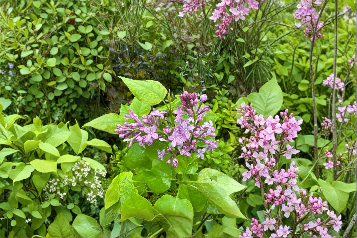 Dwarf French Lilac ‘Prairie Petite’ Live Plant 1 Gallon – Syringa vulgaris Compact Fragrant Shrub for Small Gardens
