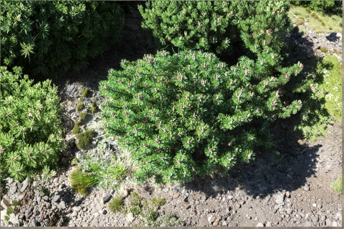 Dwarf Evergreen Pine Plant – 6 Inch Mugo Pine ‘Minima Kalous’ Pinus mugo for Bonsai, Rock Gardens & Containers