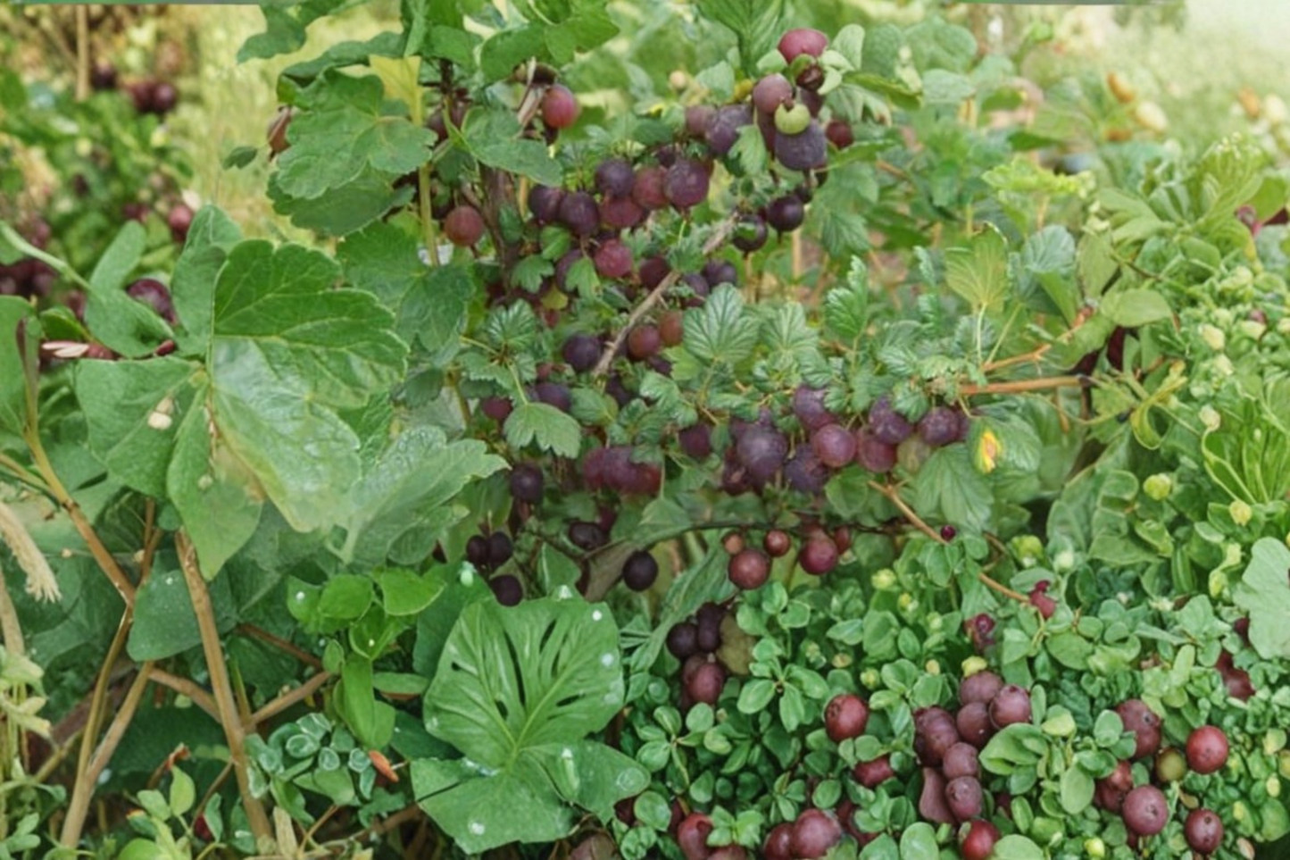 Black Velvet Gooseberry Live Plant – Deep Purple Fruit Shrub, Ribes uva-crispa, for Garden, Edible Landscape, Backyard Orchard