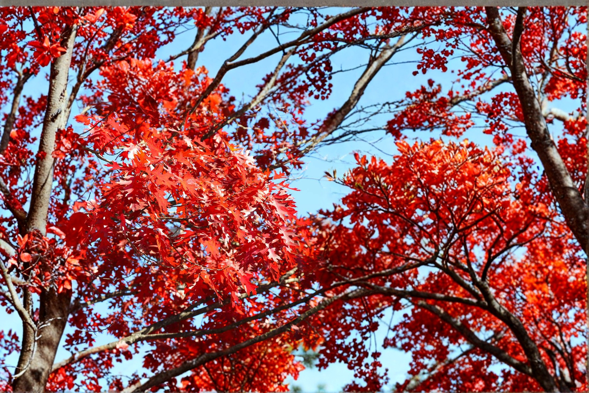 Shumard Red Oak Tree Live Plant – 5 Gallon Container, Approx. 6 Ft Tall, Fast Growing Shade Tree for Landscaping, Hardwood Tree, Quercus shumardii