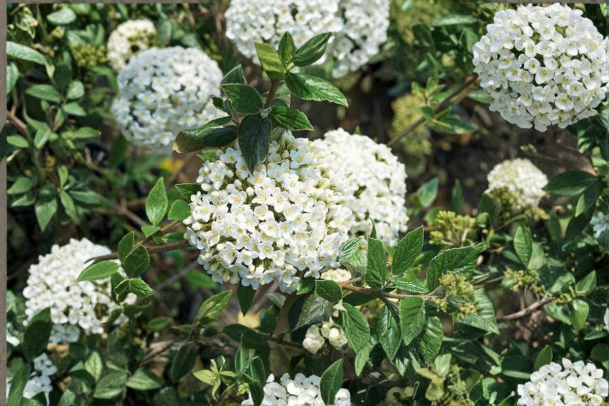 Burkwood Viburnum Live Plant – 1 Gallon Pot, Fragrant White Spring Flowers, Ornamental Shrub for Garden Borders & Landscape