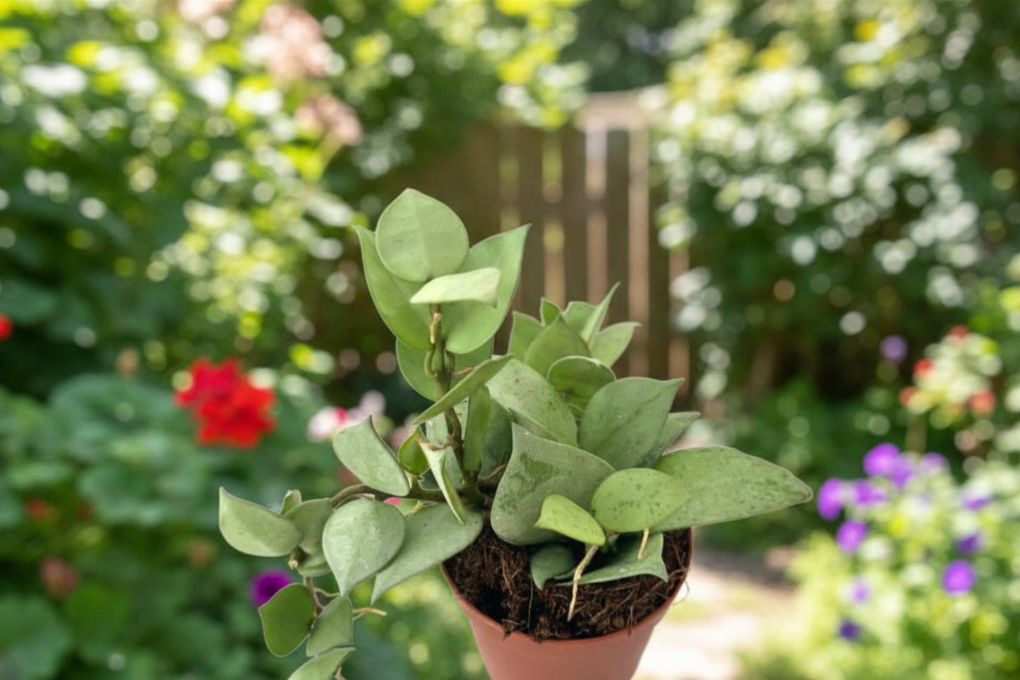Hoya Krohniana Silver Live Plant, 2-Inch Pot, Rare Silver Foliage, Indoor Tropical Houseplant, Vining, Rooted Starter Plant