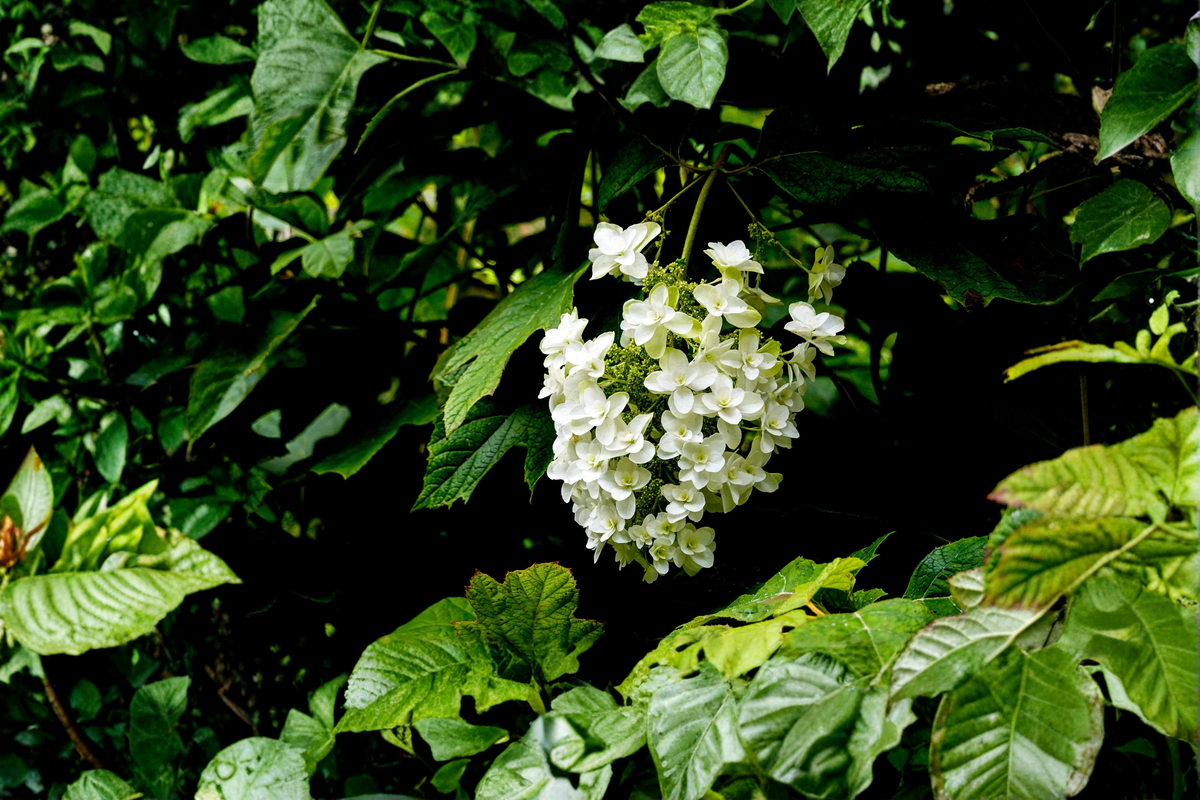 Snow Queen Oakleaf Hydrangea Live Plants – 2 Rooted Starters in 1 Qt Pots, White Flower Shrubs, Hydrangea quercifolia