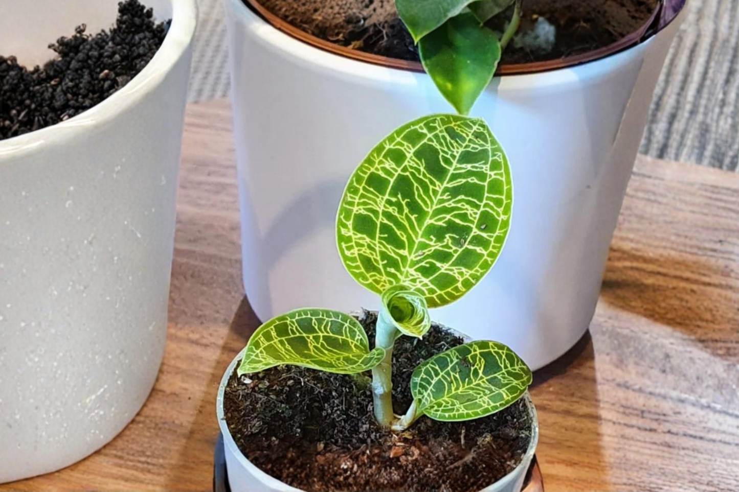 Rare Macodes Petola Jewel Orchid Live Plant – Lightning Vein Foliage, Indoor Houseplant, Starter Cutting, Tropical Orchid