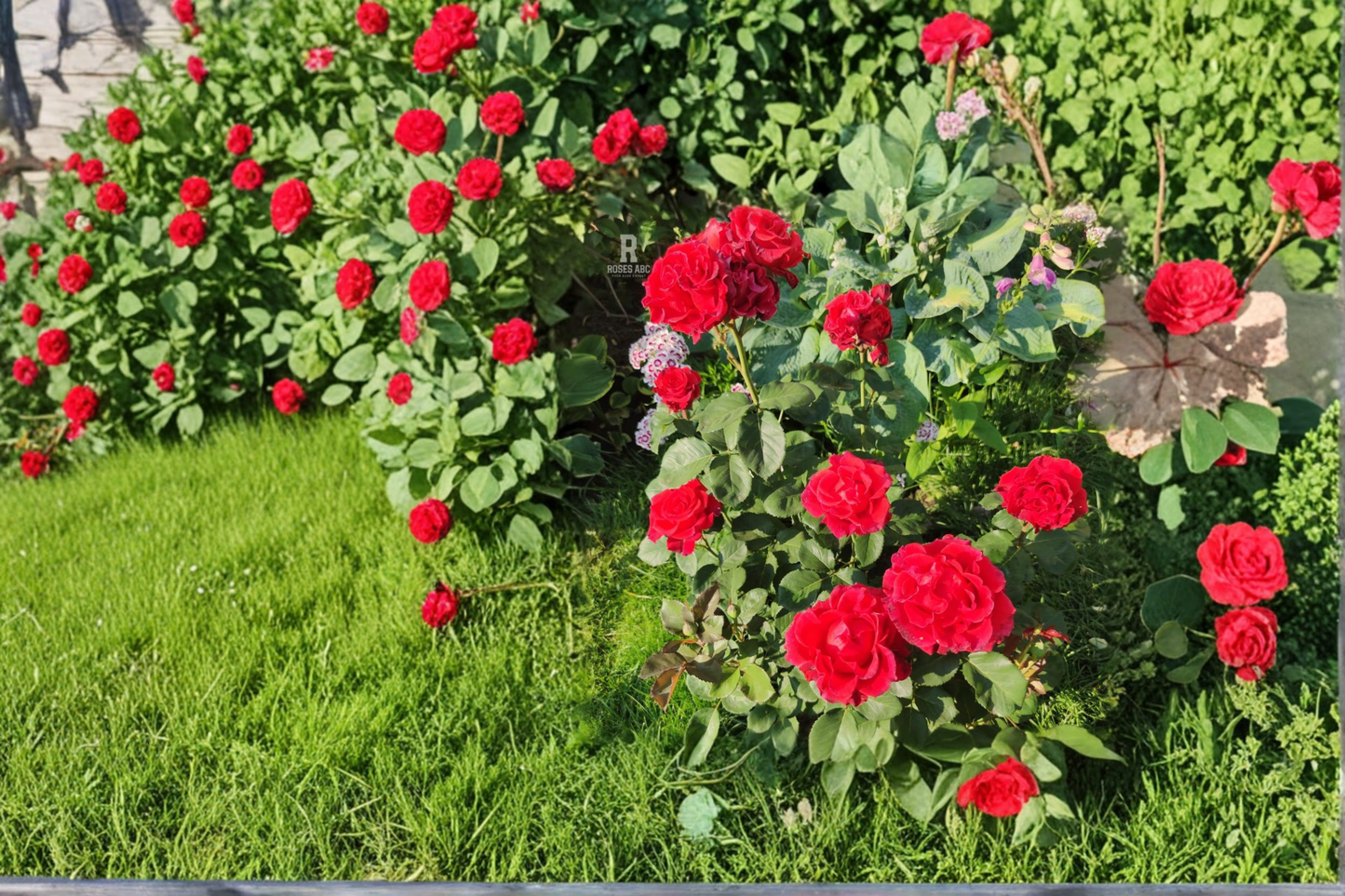 Toro Hybrid Tea Rose Plant 1 Gal. Red Flowering Bush Shrub Rosa for Garden Landscaping