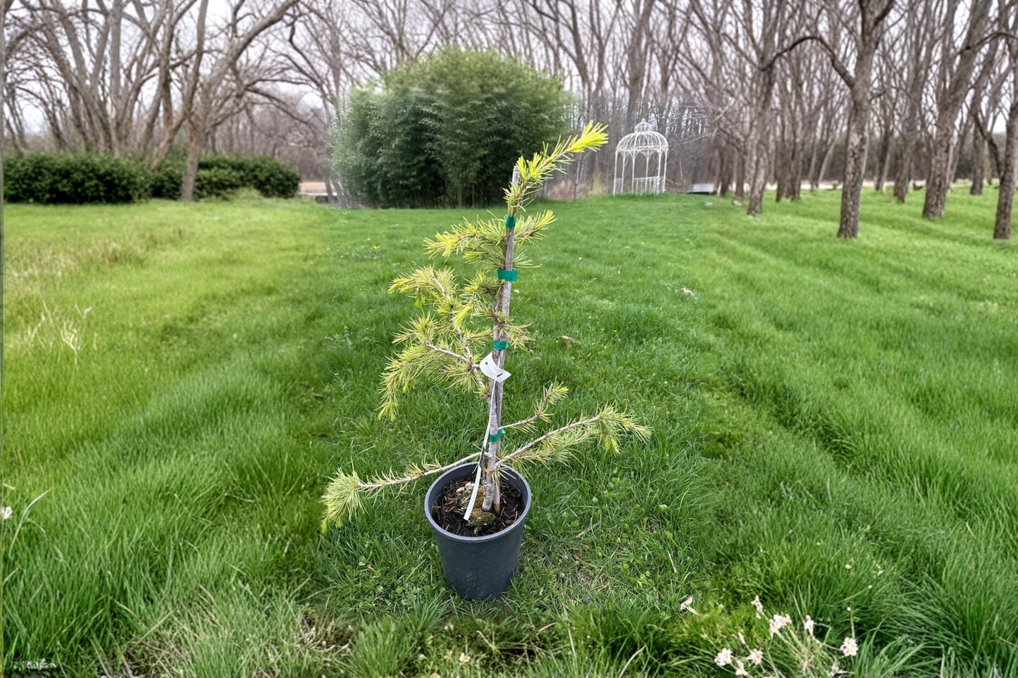 Klondike Deodar Cedar Live Plant – 12 Inch Golden Foliage Evergreen Conifer for Garden Landscape, Cedrus deodara