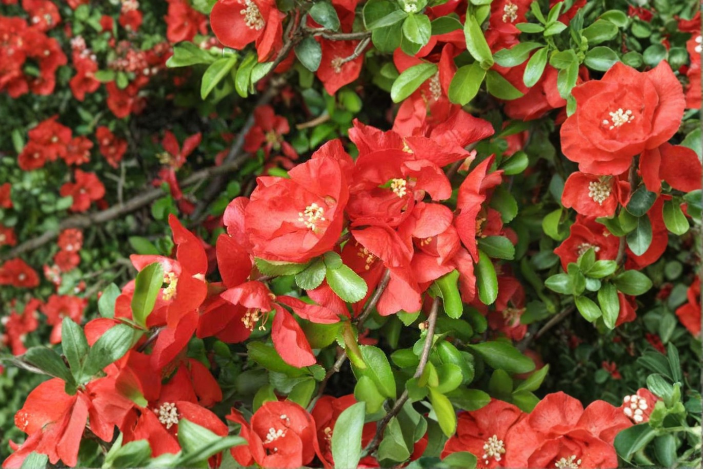 Texas Scarlet Flowering Quince Live Plant - 2 Gallon Pot, Red Spring Blooms, Hardy Shrub, Chaenomeles × superba