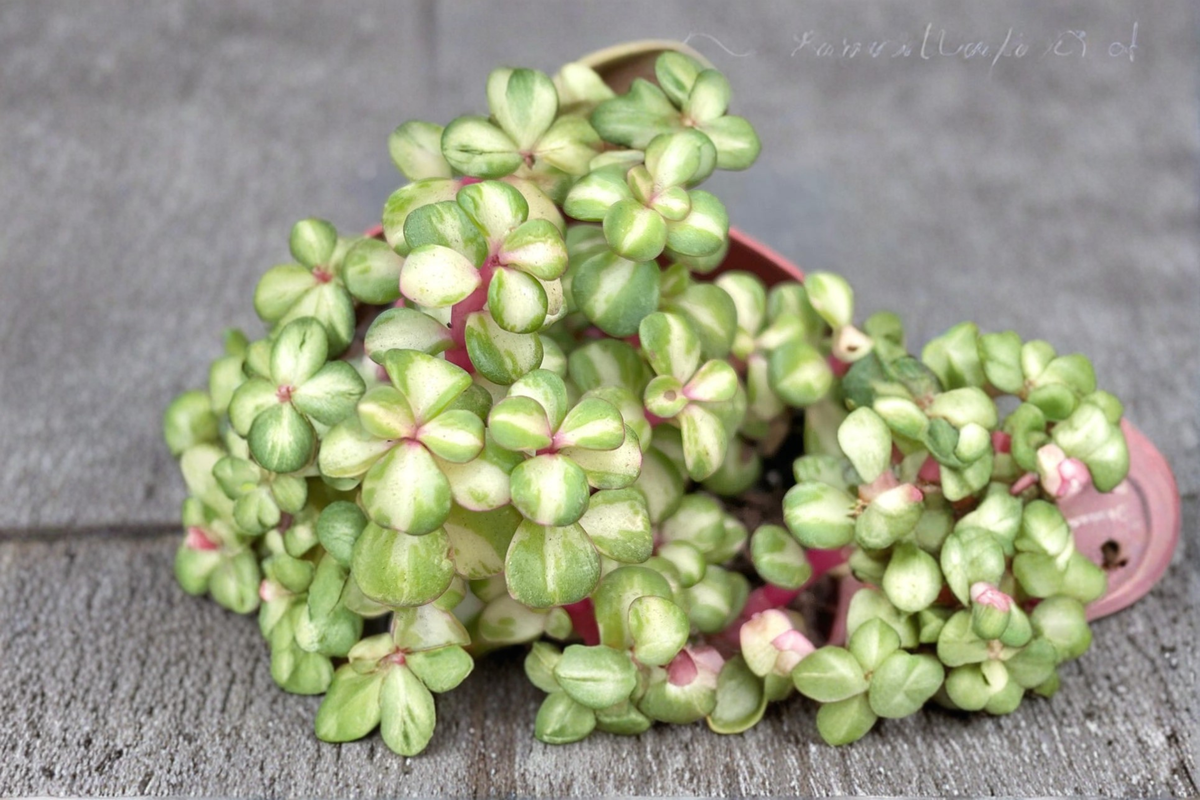 Variegated Elephant Bush Live Plant | 4 Inch Pot | Portulacaria Afra Succulent | Pet Safe Indoor Outdoor Houseplant