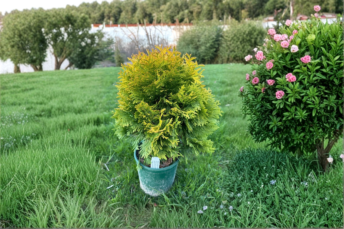 Gold Drop Arborvitae Live Plant 1 Gallon Pot – Thuja occidentalis Dwarf Evergreen Shrub with Golden Foliage for Garden and Landscape